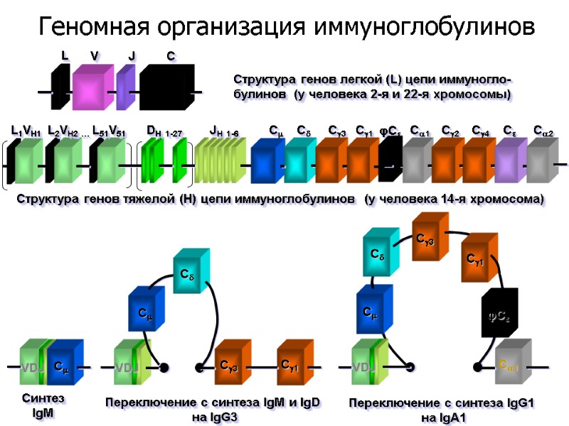 Структура генов легкой (L) цепи иммуногло- булинов  (у человека 2-я и 22-я хромосомы)
